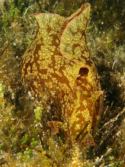 Aplysia fasciata (Poiret, 1789)